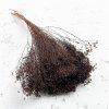 Sušený Broom Bloom - Čokoládová