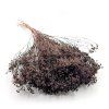 Sušený Broom Bloom - Čokoládová