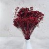 Sušený Broom Bloom - Bordová