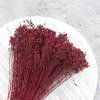 Sušený Broom Bloom - Bordová