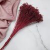 Sušený Broom Bloom - Bordová