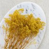 Stabilizovaný Šater - (Gypsophila) - Royal Bouquet  - žlutý