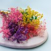 Stabilizovaný Šater - (Gypsophila) - Royal Bouquet  - barevný mix