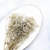 Stabilizovaný Šater - (Gypsophila) - Royal Bouquet - přírodní