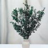 Stabilizovaný Ruskus - (Ruscus) - Zelený