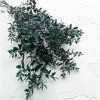 Stabilizovaný Ruskus - (Ruscus) - Zelený