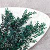 Stabilizovaný Ruskus - (Ruscus) - Zelený