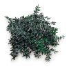 Stabilizovaný Ruskus - (Ruscus) - Zelený