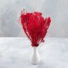 Sušený Broom Bloom - Červená