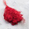 Sušený Broom Bloom - Červená