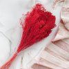 Sušený Broom Bloom - Červená