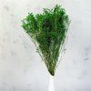 Sušený Broom Bloom - Zelená