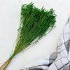 Sušený Broom Bloom - Zelená