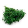 Sušený Broom Bloom - Zelená