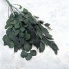 Stabilizovaný eukalyptus Populus - Fľaškovozelený