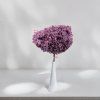 Stabilizovaná hortenzie (Hydrangea Cabeza) - Royal - Švestková