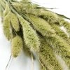 Sušená Setaria - Přírodní zelená