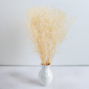 gips royal creamy white 5