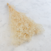 gips royal creamy white 1