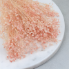 Gips royal Soft Pink 2