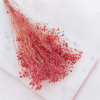gips royal raspberry 1