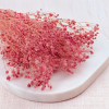 gips royal raspberry 2