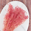 gips royal raspberry 4