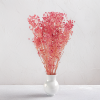 gips royal raspberry 5