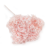 Hortensja Royal Powder Pink
