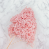Hortensja Conical soft pink 3
