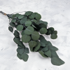 Populus zielony ROYAL 1