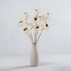 Shola Peony Titonia