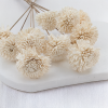 Shola Zinniz 2