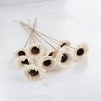 Shola Sunflower