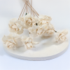 Shola Begonia 2