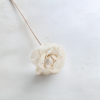 Shola Begonia 3
