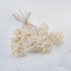 Shola Carnation 1