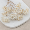 Shola Carnation 2