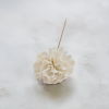 Shola Carnation 3