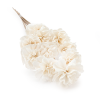Shola sola Carnation bukiet 10szt