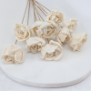 Shola Rose Special 1