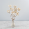 Shola Rose Special 4