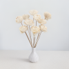 Shola Beauty Rose