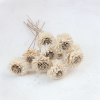 Shola Skin Zinnia