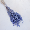 Briza Maxima fioletowa 1
