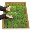 Ball Moss - kopečkový mech - středně zelená - 100g - FR