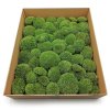 Ball Moss - kopečkový mech - středně zelená - 100g - FR