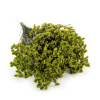 Stabilizované Limonium – Limonium Sinense – Svetlozelená