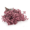 Stabilizované Limonium – (Limonium Sinense) – Staroružová