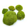 Ball Moss - kopečkový mech - světle zelená - 100g - SWE